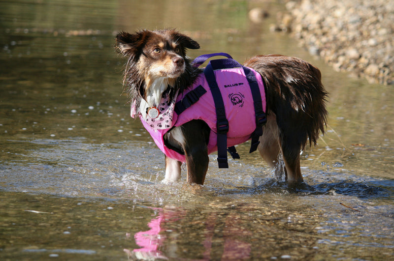 Skippy's Dog  PFD  XS-MED